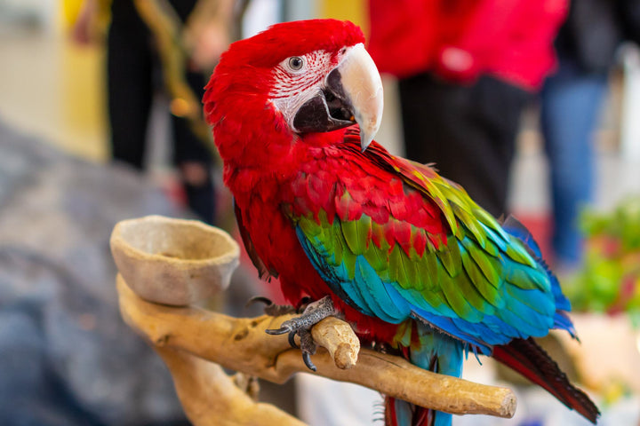 Guía para elegir la mejor jaula para loros: espacio, comodidad y seguridad