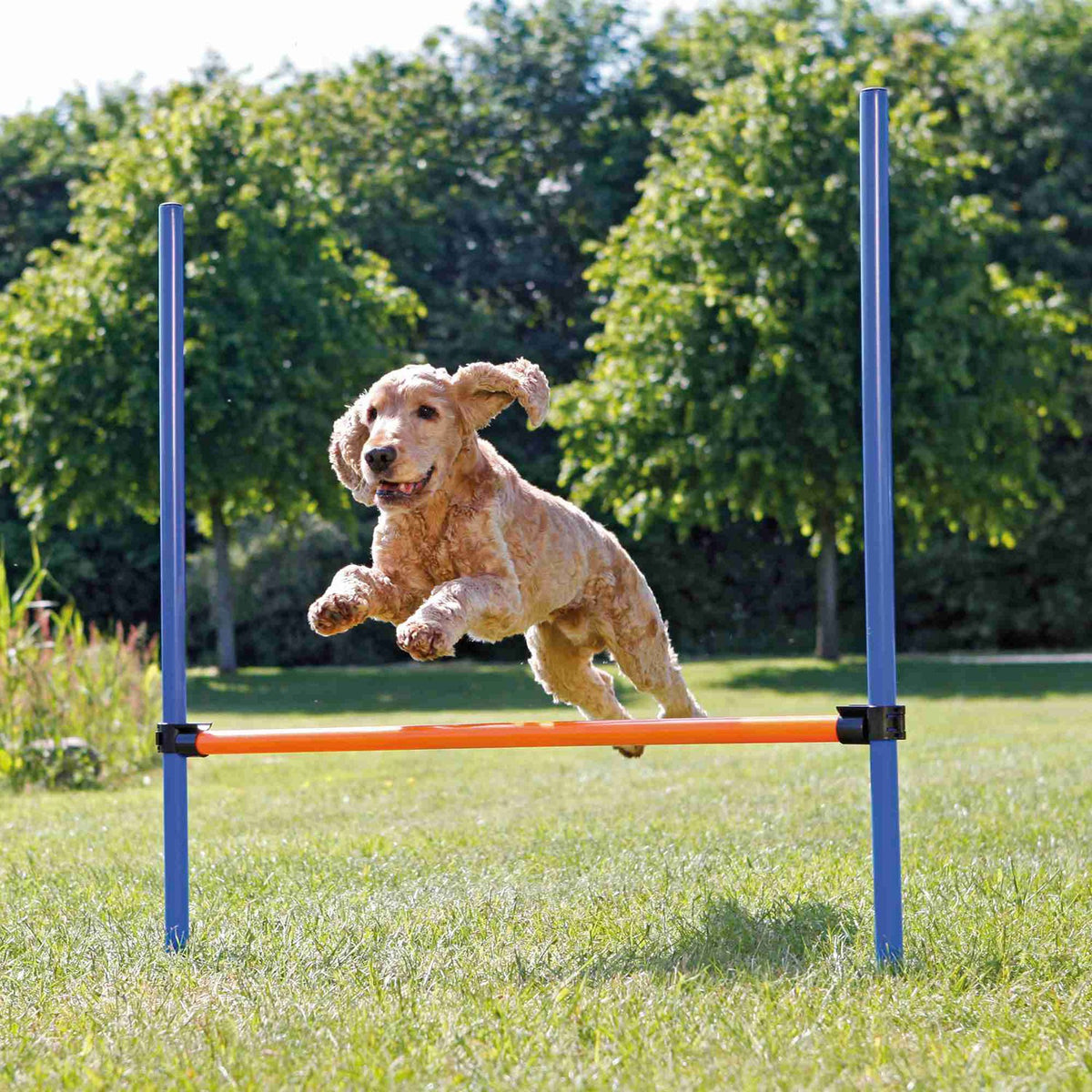 Valla para Agility