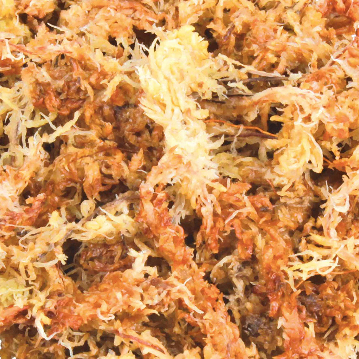 Musgo Sphagnum