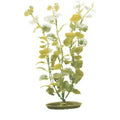 Marina Aquascaper Gde. Moneywort 30 cm