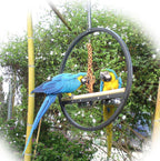 Play Ring Guacamayo